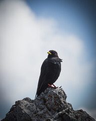 Black bird on the rock