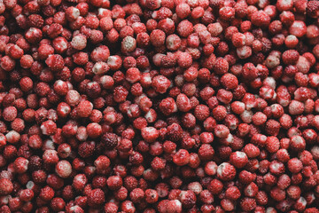 Red background of ripe wild strawberries. Close-up, top view.