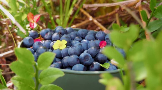 Blueberry harvest in the Carpathian mountains on a sunny summer day