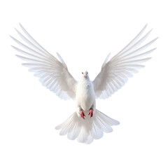 Obraz premium Majestic White Dove in Flight with Outstretched Wings.