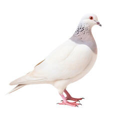 Fototapeta premium Elegant White Dove Standing Gracefully on Solid Ground.