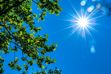 Obraz premium Bright sunlight illuminates vibrant green leaves against a clear blue sky symbolizing growth and renewal