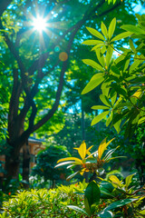 Obraz premium Sunlight streams through lush green foliage symbolizing growth and renewal in a peaceful setting of prosperity and well-being