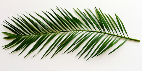 Palm leaf isolated on a white background