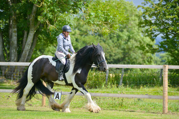 Big and beautiful black and white cob horse being ridden by young female rider outdoors in English countryside on a summers day. Enjoying the freedom being outside allows them to move at speed.