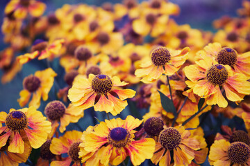 Dzielżan jesienny, Helenium autumnale L.