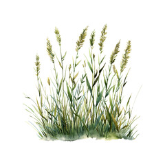 grassland vector illustration in watercolor style