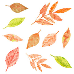 watercolor collection of autumn leaves. nature foliage background