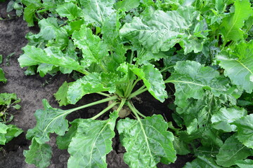 a turnip plant growing in a patch of dirt and some dirt