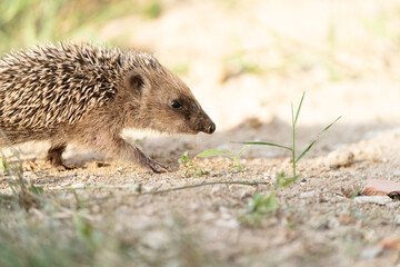 puppy hedgehog  walking in the grass