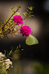 Catopsilia pyranthe - Mottled Emigrant butterfly