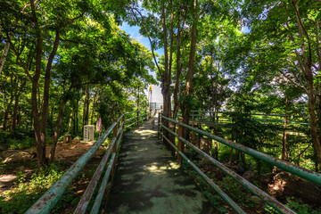 Background of various species of trees growing on the foot of the mountain, on the high rocks on the mountain top, beautiful ecosystem, fresh air.