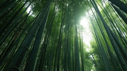 A forest with tall trees and sunlight shining through the leaves