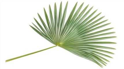 Fototapeta premium A detailed image of a single palm leaf