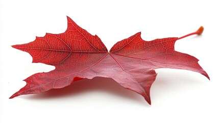 Naklejka premium A detailed image of a single maple leaf with a vibrant red color
