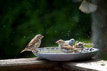 a group of sparrows bathing and splashing with water in a bird bath at a hot summer day