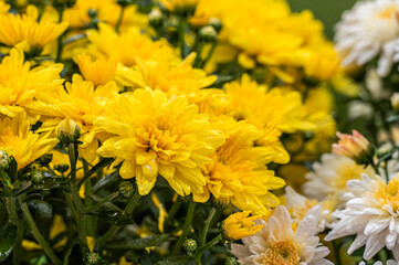 Yellow small chrysanthemum flowers in a box on the balcony. Copy space.