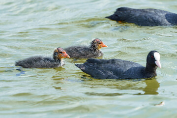 A duck with her small offspring swims on the water in search of food.