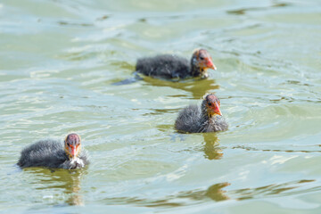 A duck with her small offspring swims on the water in search of food.
