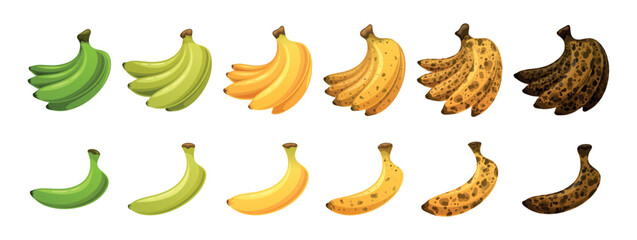 Sequence Of Bananas At Different Stages Of Ripeness, From Green And Unripe To Yellow And Fully Ripe, And Then To Brown