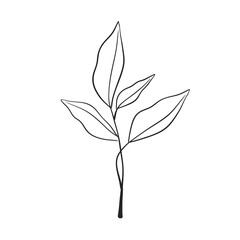Herb Branch line art collection. Botanical illustration