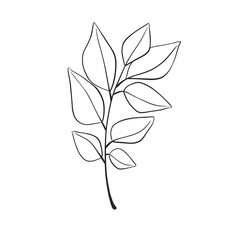 Herb Branch line art collection. Botanical illustration