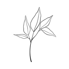 Herb Branch line art collection. Botanical illustration