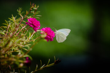 Catopsilia pyranthe - Mottled Emigrant butterfly