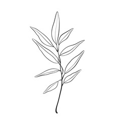 Herb Branch line art collection. Botanical illustration