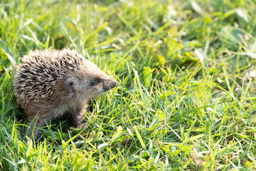 puppy hedgehog sitting in the grass