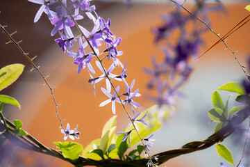 petrea volubilis, purple wreath background on green leaves