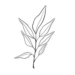 Herb Branch line art collection. Botanical illustration