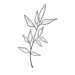 Herb Branch line art collection. Botanical illustration