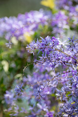 petrea volubilis, purple wreath background on green leaves