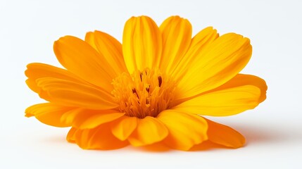 Obraz premium A single, bright orange flower with delicate petals against a white background.