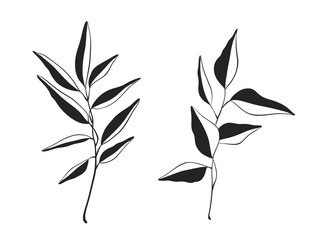 Herb Branch line art collection. Botanical illustration