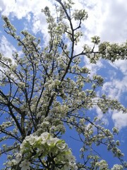 tree in bloom