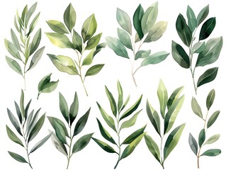 Obraz premium Elegant Watercolor Olive Branch Foliage Pattern on Minimalist White Background