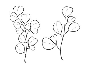 Herb Branch line art collection. Botanical illustration