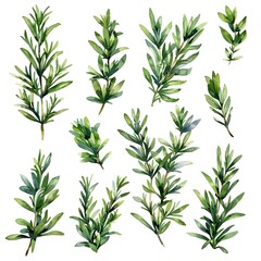 Fototapeta premium Beautiful Watercolor Rosemary and Thyme Sprigs with Detailed Leaves Against a Clean White Background for Culinary and Lifestyle Concept