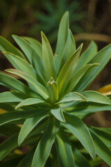 Euphorbia spurge green leaves, soft focused vertical macro shot