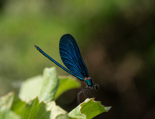 Blue dragonfly on leaf