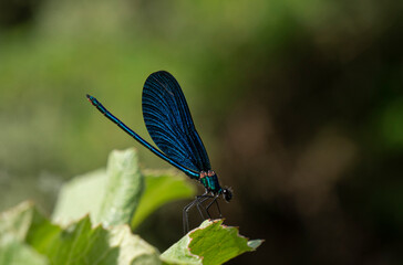 Blue dragonfly on a green leaf