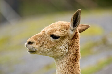 Vicuña