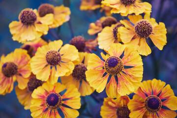 Dzielżan jesienny, Helenium autumnale L. © Marcin Łazarczyk