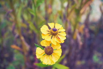 Dzielżan jesienny, Helenium autumnale L. © Marcin Łazarczyk