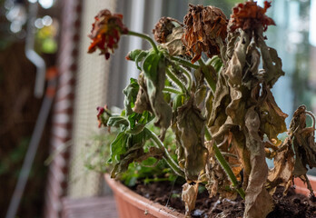 Plants died due to not getting watered on a balcony still in a terracotic style planter