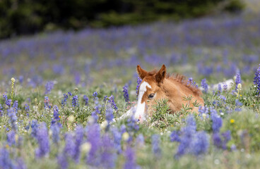 Cute Wild Horse Foal in Summer in the Pryor Mountains Montana