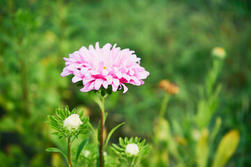 Aster, Aster L. © Marcin Łazarczyk