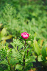 Aster, Aster L. © Marcin Łazarczyk